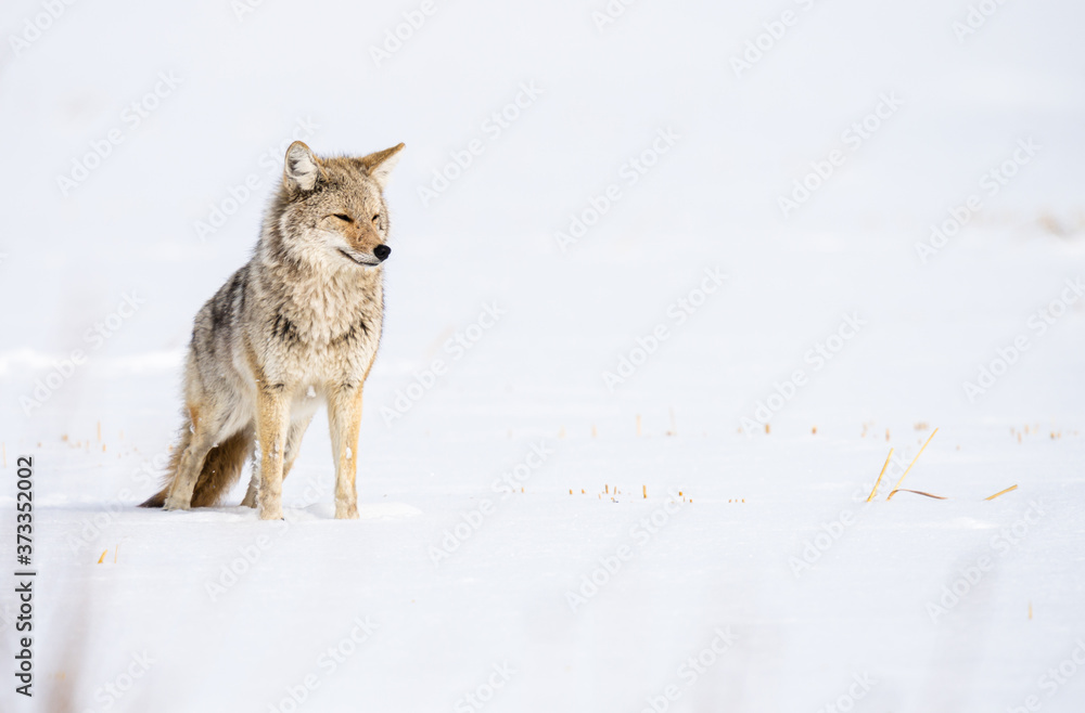 Obraz premium Coyote in the wild