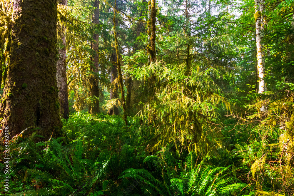 Moss hangs from trees in the Hoh Rain Forest in Olympic National Park Moss hangs from trees in the Hoh Rain Forest in Olympic National Park