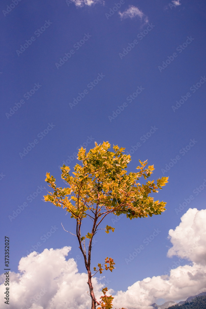 Maple tree with yellow-green autumn foliage against the blue sky. Copy space Maple tree with yellow-green autumn foliage against the blue sky. Copy space