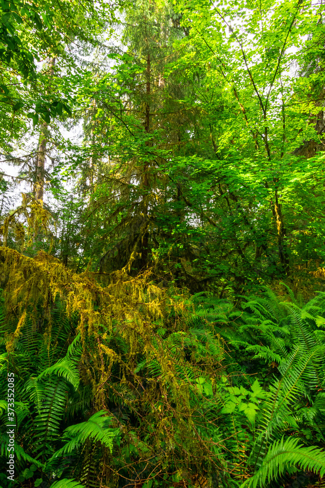 Moss covered trees in the Hoh Rain Forest in Olympic National Park