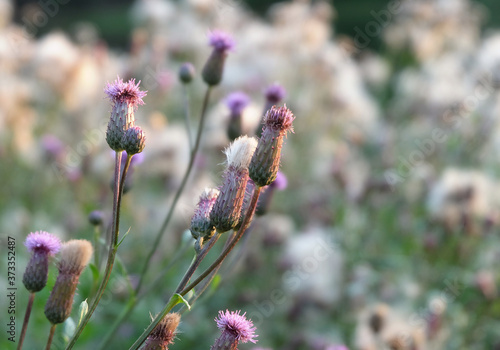 Inflorescences of Canadian thistle against the background of fluffy seeds of the same plant (Cirsium neterophyllum) at the end of summer, macro photography, selective focus, blurred background.