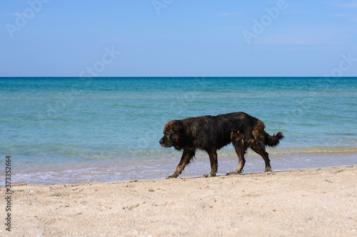 A stray dog ​​walks along the seashore. A Tibetan Mastiff is walking along the beach. © Nikita