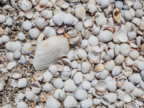 Top view of seashells on the sand on a sunny day. Natural background of marine nature. Sea vacation concept. Copy space. Flat lay.