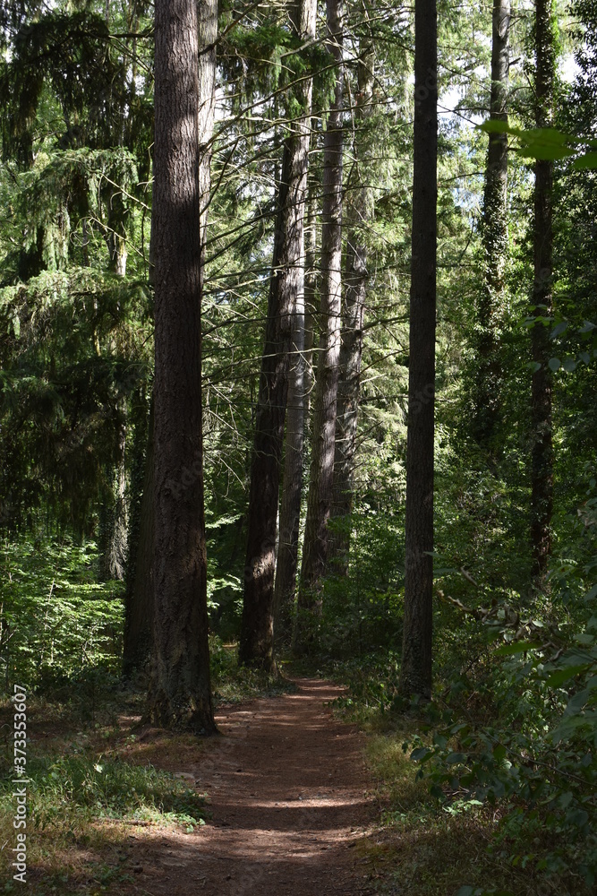 Forêt d'arbres hauts Forêt d'arbres hauts