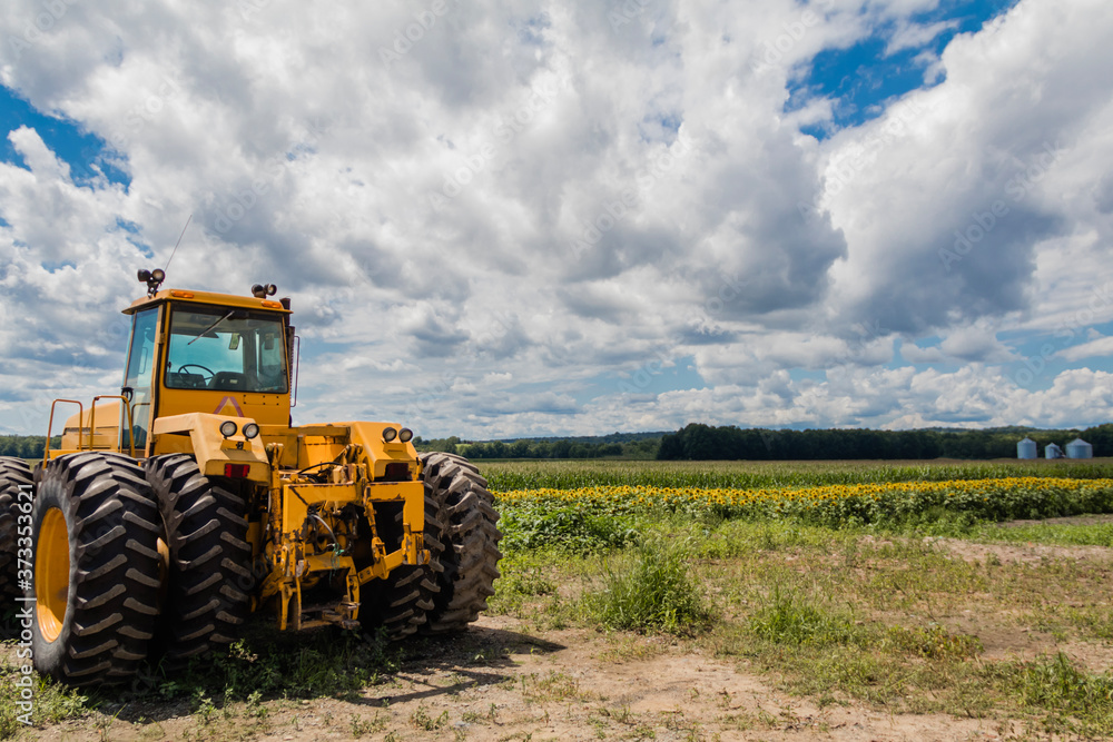 Big yellow tractor on sunflower and corn field blue cloudy sky Big yellow tractor on sunflower and corn field blue cloudy sky