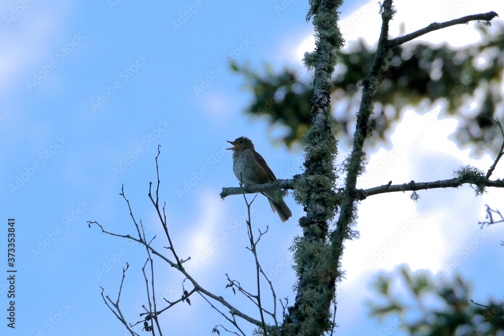 Swainson's Thrush Singing in a tree Swainson's Thrush Singing in a tree