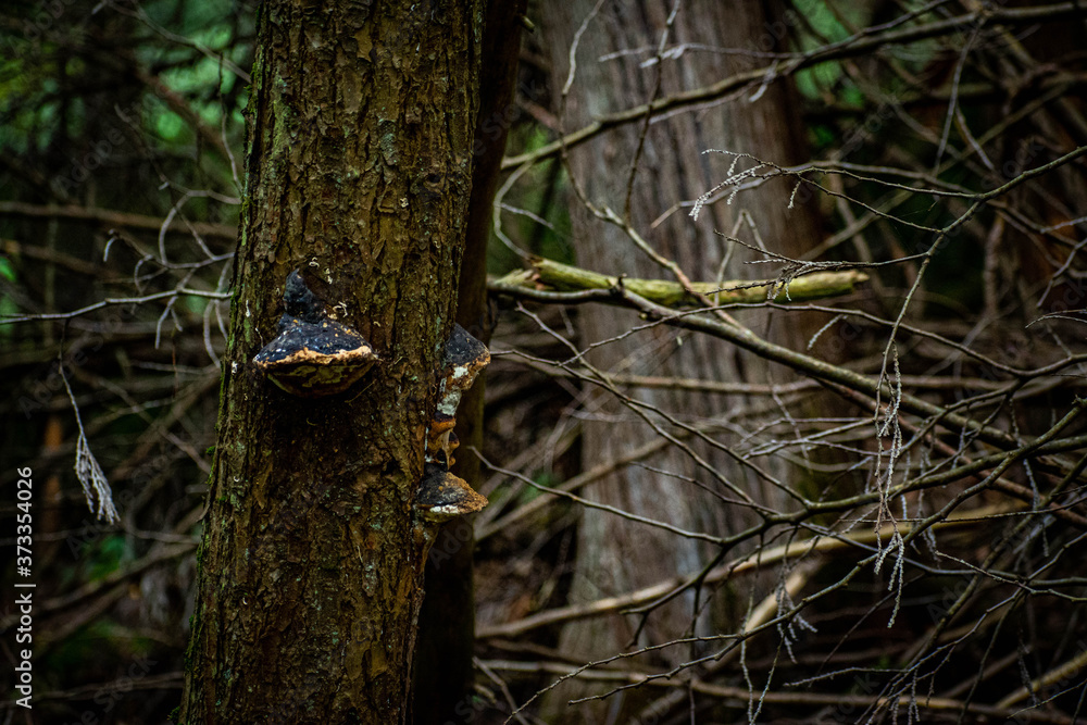 mushrooms growing on a tree mushrooms growing on a tree