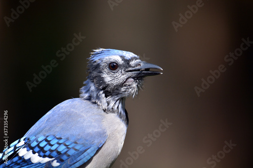 Billede på lærred Portrait of a fledgling baby Blue Jay