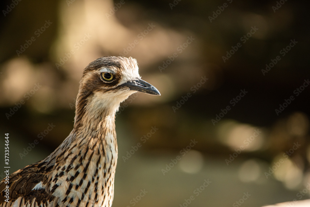 埼玉県越谷市キャンベルタウン野鳥の森 オーストラリアイシチドリ 埼玉県越谷市キャンベルタウン野鳥の森 オーストラリアイシチドリ