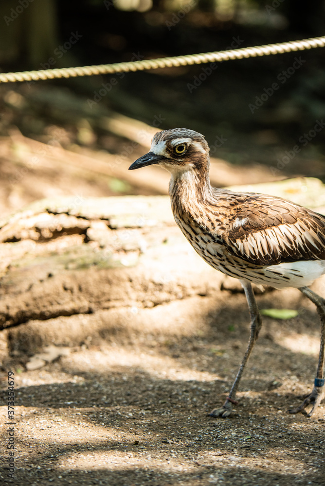 Obraz premium 埼玉県越谷市キャンベルタウン野鳥の森 オーストラリアイシチドリ