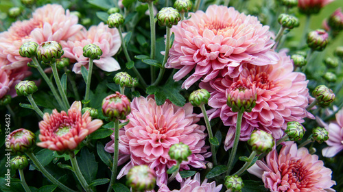 Beautiful chrysanthemums in the garden