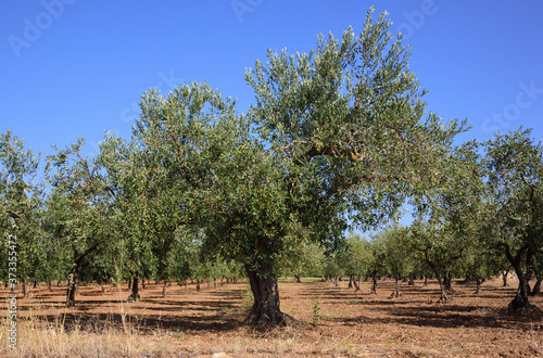 An olive field in summer on Sicily with many olive trees on bare earth against a blue sky