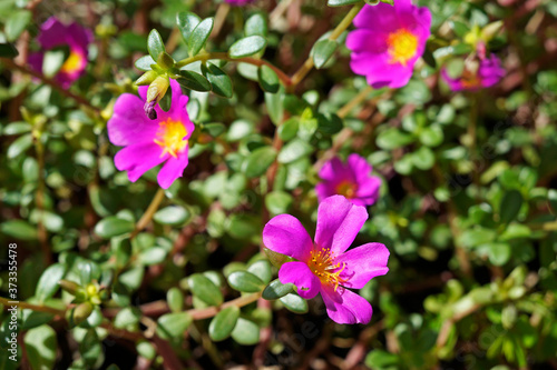 Pink moss roses  Portulaca grandiflora 