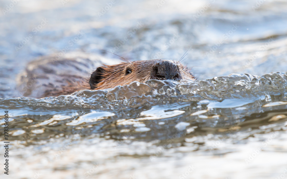 Fototapeta premium Beaver in the Canadian wilderness