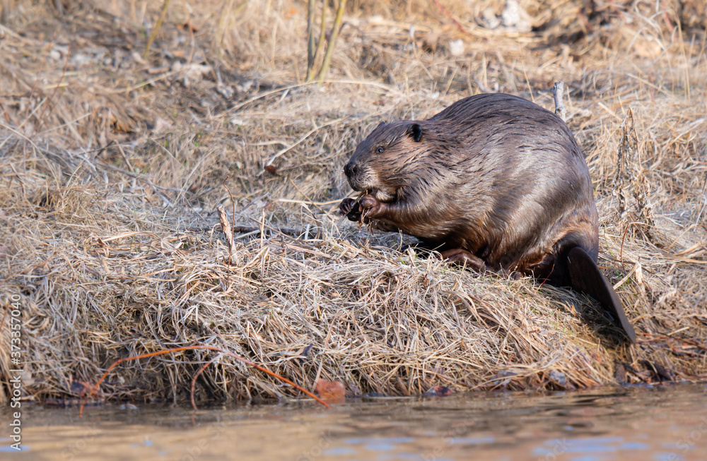 Beaver in the Canadian wilderness Beaver in the Canadian wilderness