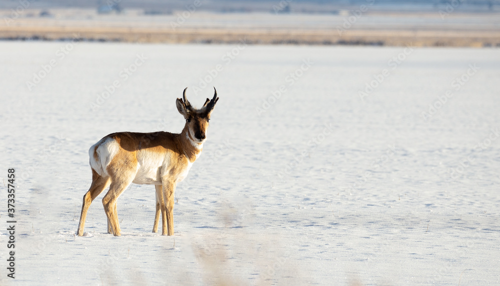 Pronghorn antelope Pronghorn antelope