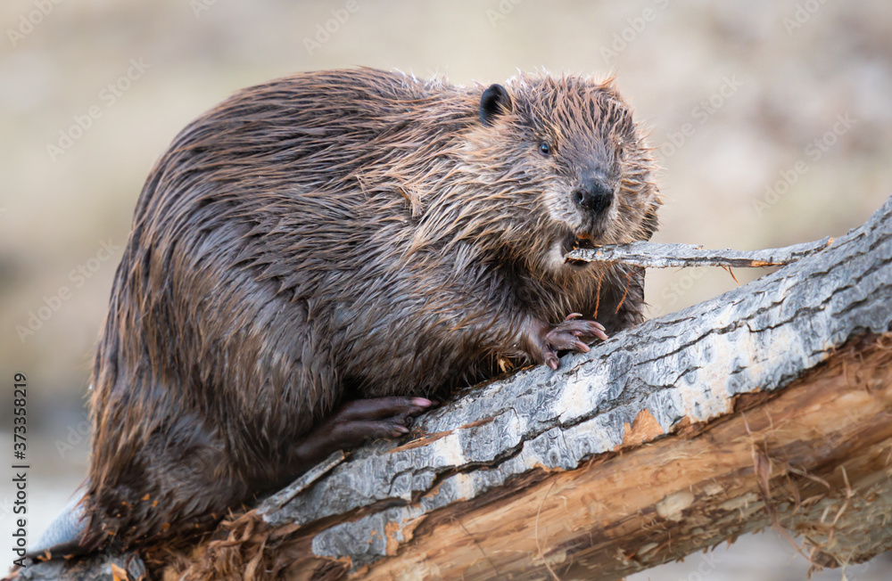 Beaver in the Canadian wilderness Beaver in the Canadian wilderness