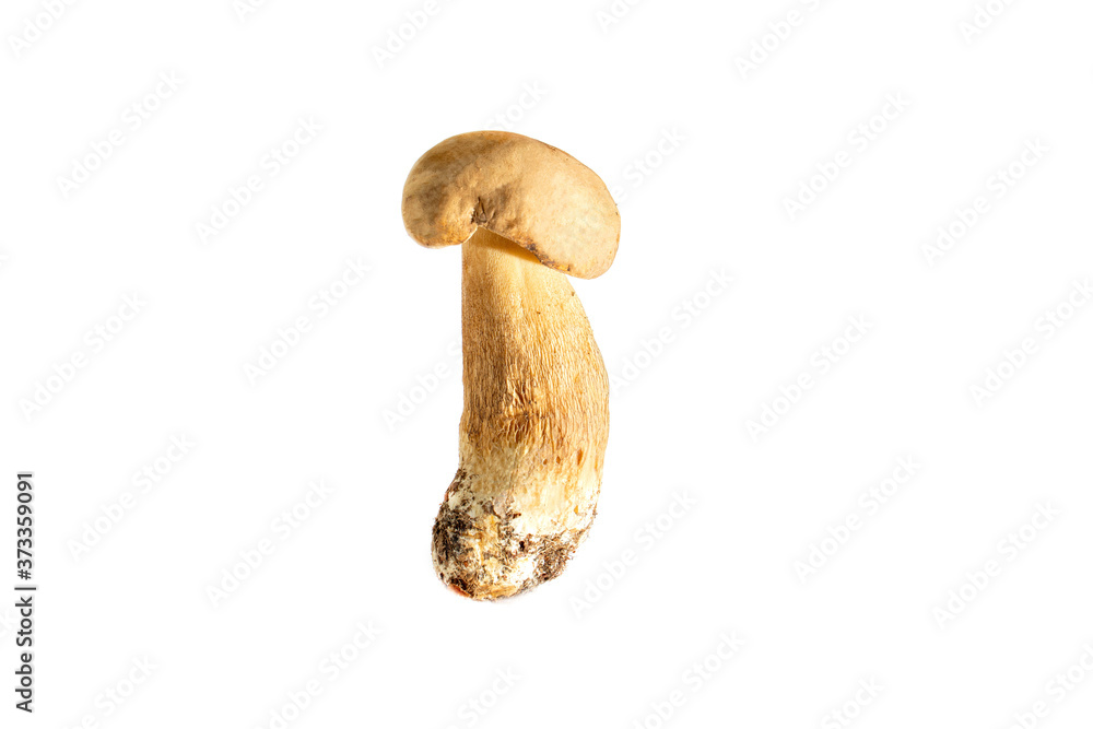 Boletus edulis mushroom isolated on white background close up Boletus edulis mushroom isolated on white background close up