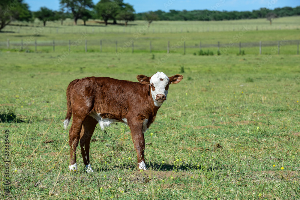 Cattle calf in Argentine countryside, La Pampa Province, Argentina. Cattle calf in Argentine countryside, La Pampa Province, Argentina.