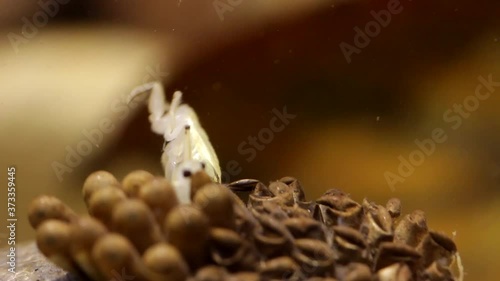 Young water bugs hatching off their father's back photo