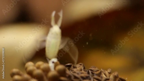 Young water bugs hatching off their father's back photo