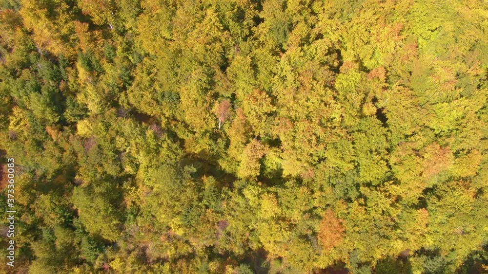 AERIAL, TOP DOWN: Flying above a large forest in Kranjska Gora, Slovenia changing colors on a sunny autumn day. Gorgeous yellow and green trees cover the hilly landscape in remote part of Slovenia. AERIAL, TOP DOWN: Flying above a large forest in Kranjska Gora, Slovenia changing colors on a sunny autumn day. Gorgeous yellow and green trees cover the hilly landscape in remote part of Slovenia.