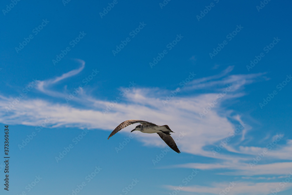 PAJAROS VOLANDO BIRDS FLYING SEA BAHIA PAJAROS VOLANDO BIRDS FLYING SEA BAHIA
