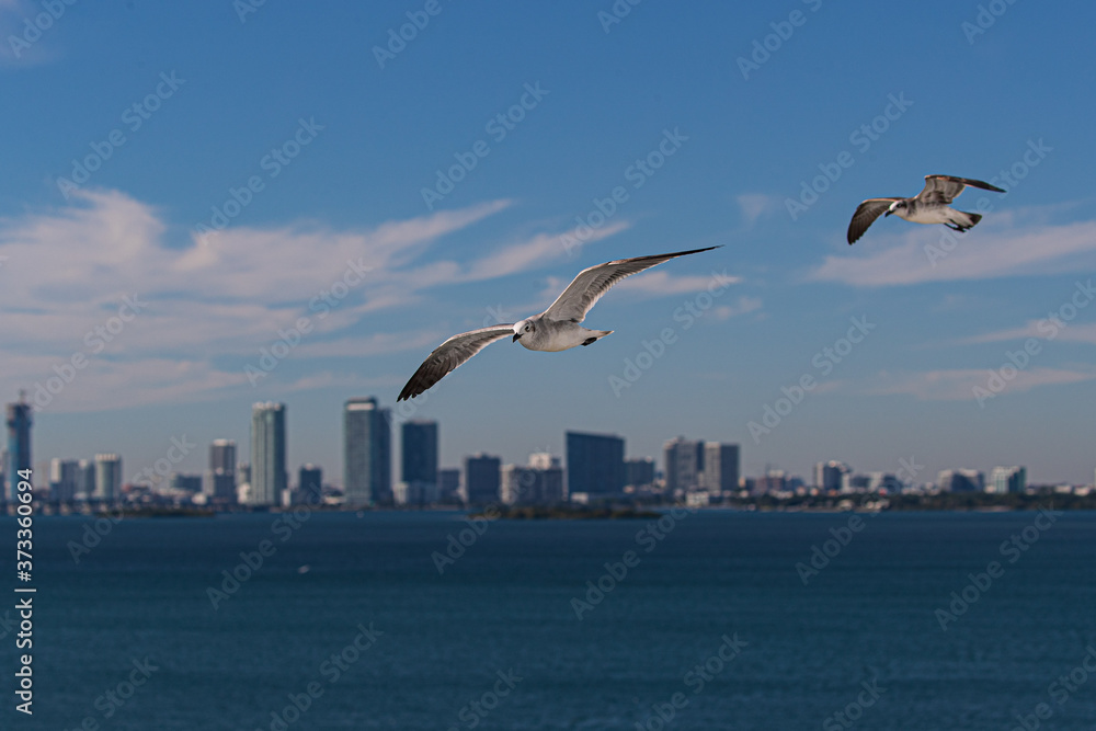 PAJAROS VOLANDO BIRDS FLYING SEA BAHIA