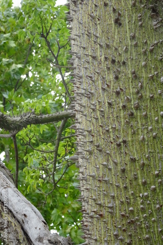Fototapeta Naklejka Na Ścianę i Meble -  Silk Floss Tree, Tropical Tree