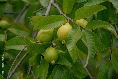 Guava tree ( Psidium guajava ) with three guavas between its branches photo