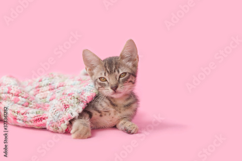 Adorable tan brown tabby kitten laying inside a winter snow hat keeping warm, pink background.with pink background