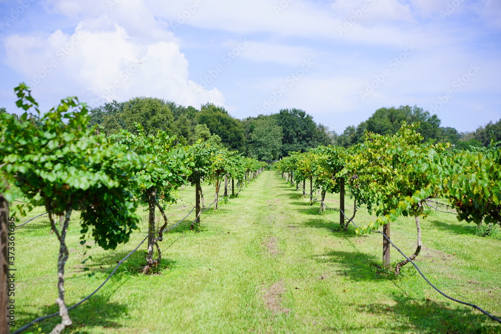 Grape fruit trees in the harvest season in Florida