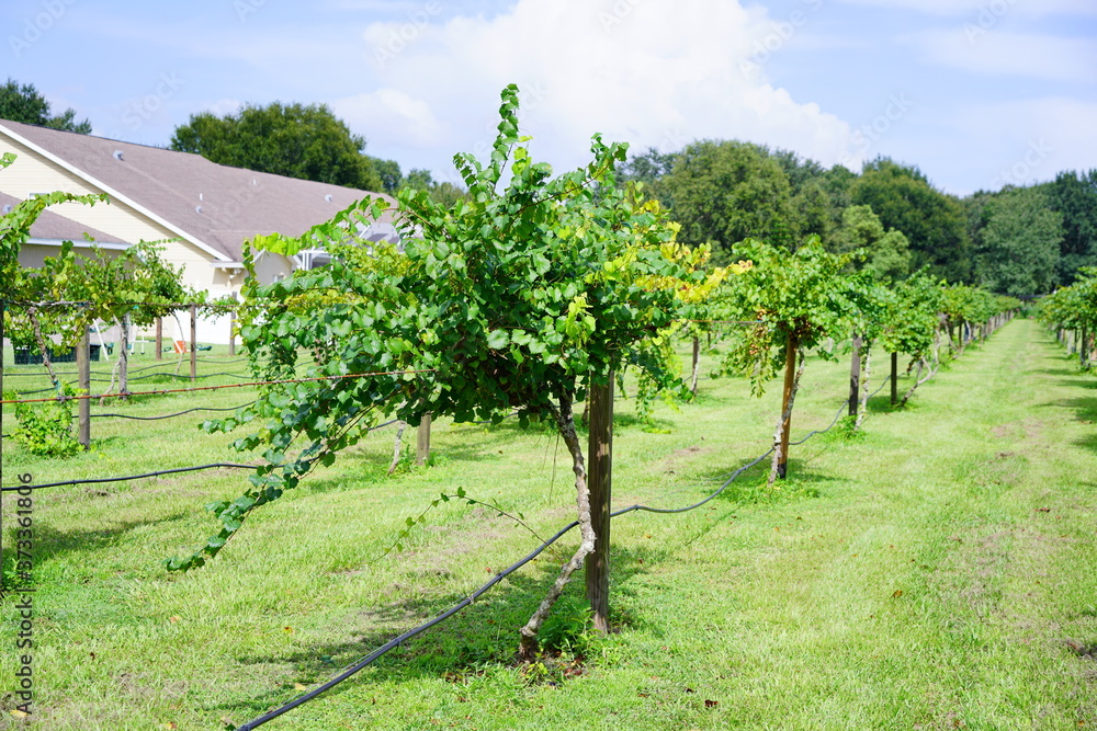 Grape fruit trees in the harvest season in Florida