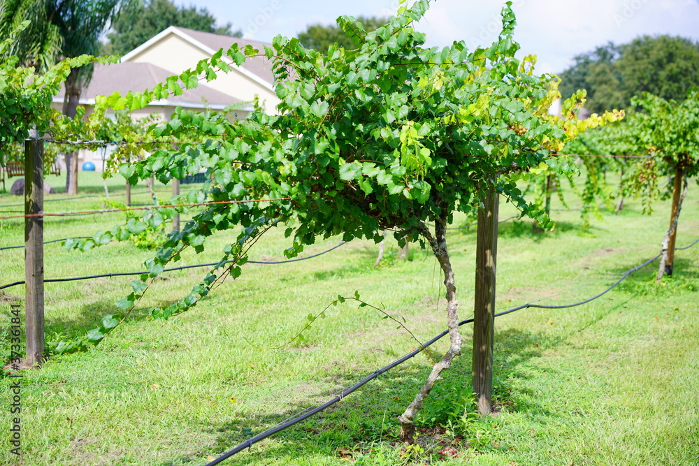 Grape fruit trees in the harvest season in Florida Grape fruit trees in the harvest season in Florida