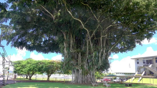 Banyan tree in Hilo,  Hawaii.