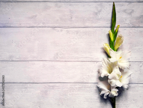 Εκτύπωση καμβά White gladioli flowers flat on white wooden surface