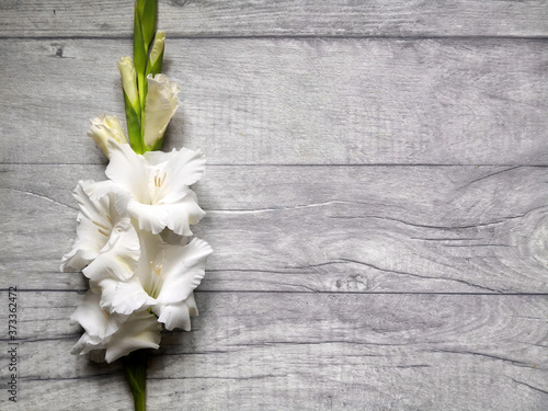 White gladioli flowers flat on wooden surface. Top view, from above, copy space. Floral background.