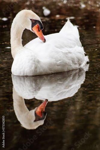 mute swan cygnus olor