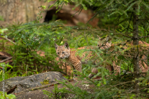 Eurasian lynx  hiding in the forest. Cute lynx living in the wood. Small lynx check surroundings. Rare predator in European nature