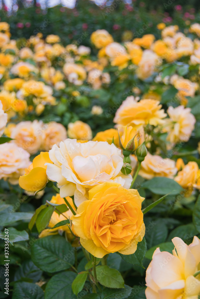Gorgeous yellow roses in full bloom Gorgeous yellow roses in full bloom