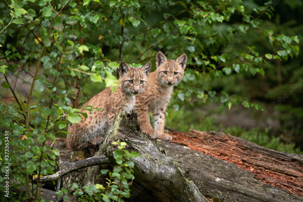 Eurasian Lynx Hiding In The Forest Cute Lynx Living In The Wood