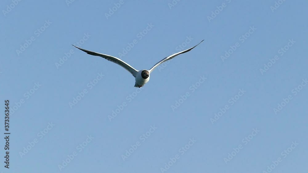 The flight of black-headed gulls in slow motion. Wildlife background for relax video. The flight of black-headed gulls in slow motion. Wildlife background for relax video.