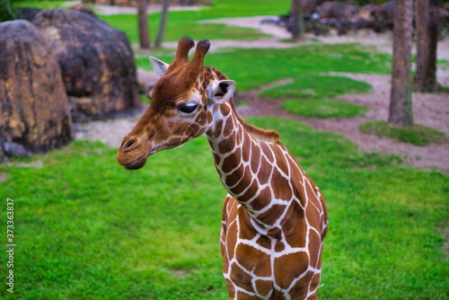 Photography Giraffe in Jacksonville Zoo