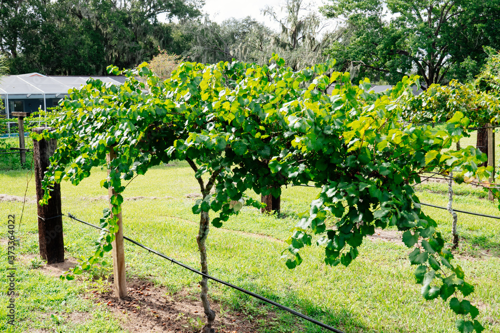Muscadine Grape tree in the harvest season in Florida