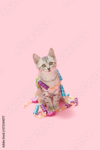Принти на полотні Gray tabby kitten playing with peppermint sugarplum Christmas winter holiday tree garland pink background