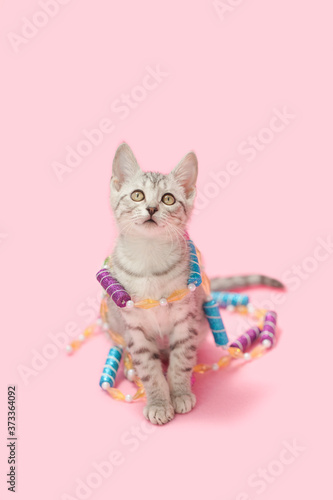 Принти на полотні Gray tabby kitten playing with peppermint sugarplum Christmas winter holiday tree garland pink background