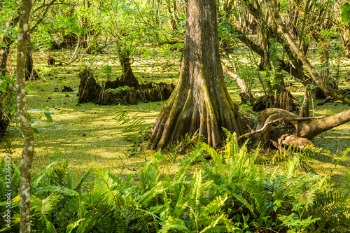 A swamp with bald cypress trees in the Corkscrew wildlife refuge, Florida