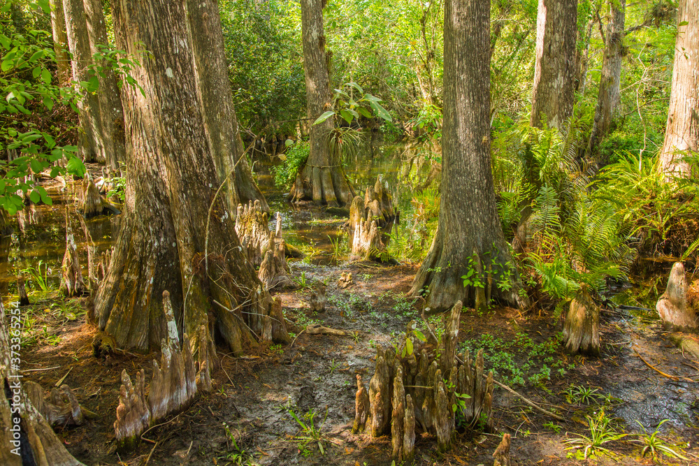 Bald cypress (Taxodium distichum) trees in Corkscrew Wildlife refuge, Florida, Bald cypress (Taxodium distichum) trees in Corkscrew Wildlife refuge, Florida,