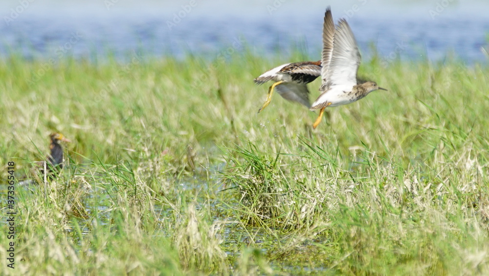 Ruff (Calidris pugnax) male bird displaying in breeding season, near Pripyat river Ruff (Calidris pugnax) male bird displaying in breeding season, near Pripyat river