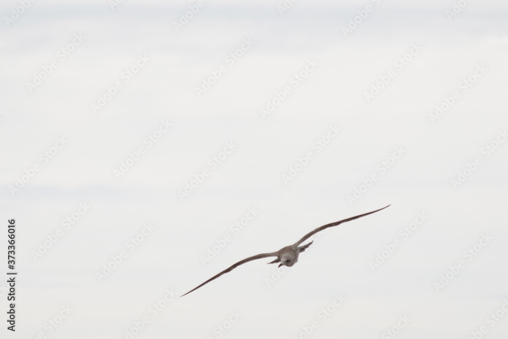 Seagull in cliff of Asturias,Spain Seagull in cliff of Asturias,Spain